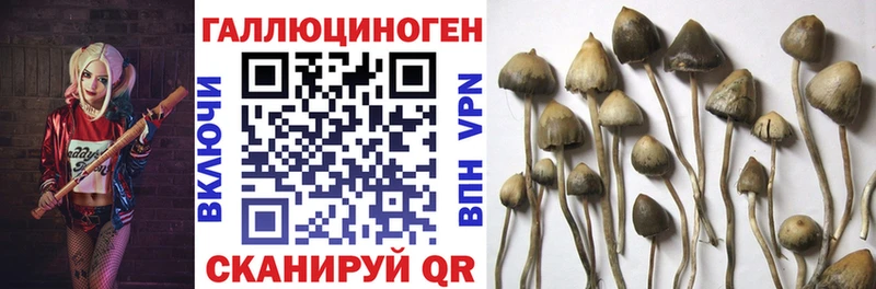Псилоцибиновые грибы Psilocybine cubensis  Ряжск 